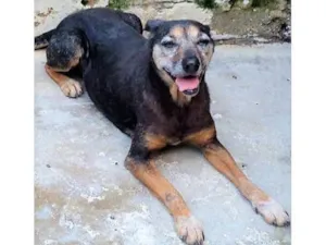 Cachorro raça SRD-ViraLata idade 6 ou mais anos nome Doralice