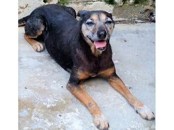 Cachorro ra a SRD-ViraLata idade 6 ou mais anos nome Doralice