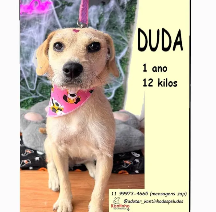 Cachorro ra a SRD-ViraLata idade 1 ano nome Duda 