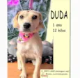 Duda