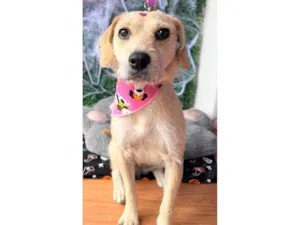 Cachorro raça SRD-ViraLata idade 1 ano nome Duda 