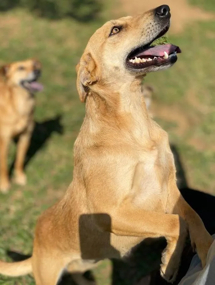 Cachorro ra a SRD-ViraLata idade 2 anos nome Jade