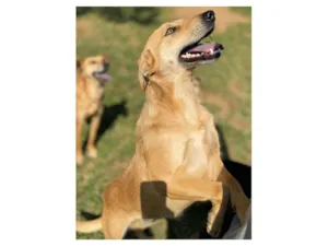 Cachorro raça SRD-ViraLata idade 2 anos nome Jade