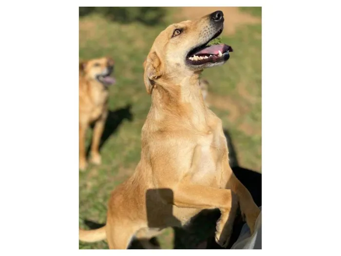 Cachorro ra a SRD-ViraLata idade 2 anos nome Jade