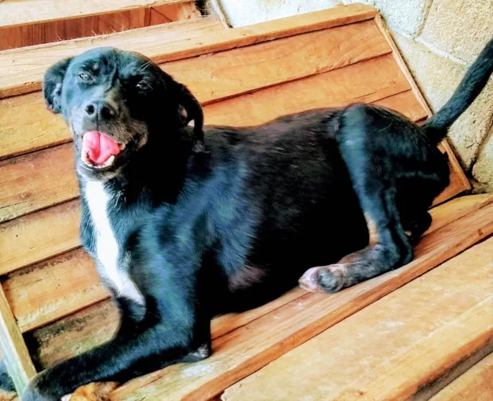 Cachorro ra a SRD-ViraLata idade 6 ou mais anos nome Linguiça 