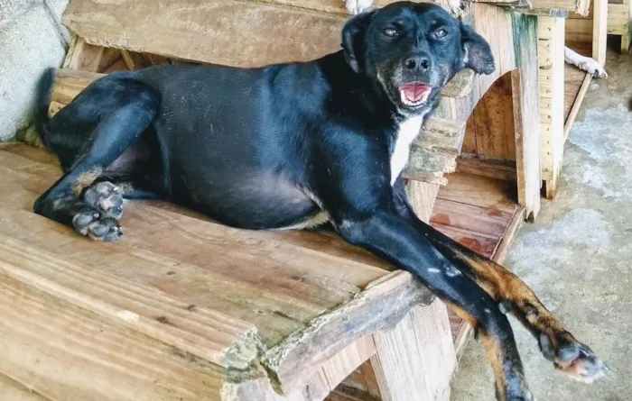 Cachorro ra a SRD-ViraLata idade 6 ou mais anos nome Linguiça 