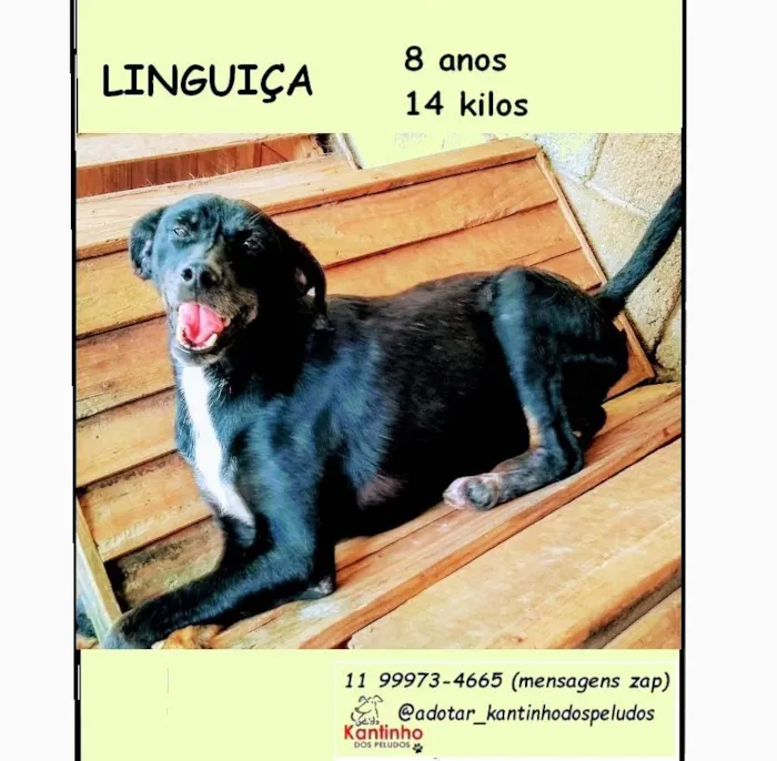 Cachorro ra a SRD-ViraLata idade 6 ou mais anos nome Linguiça 