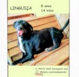Linguiça