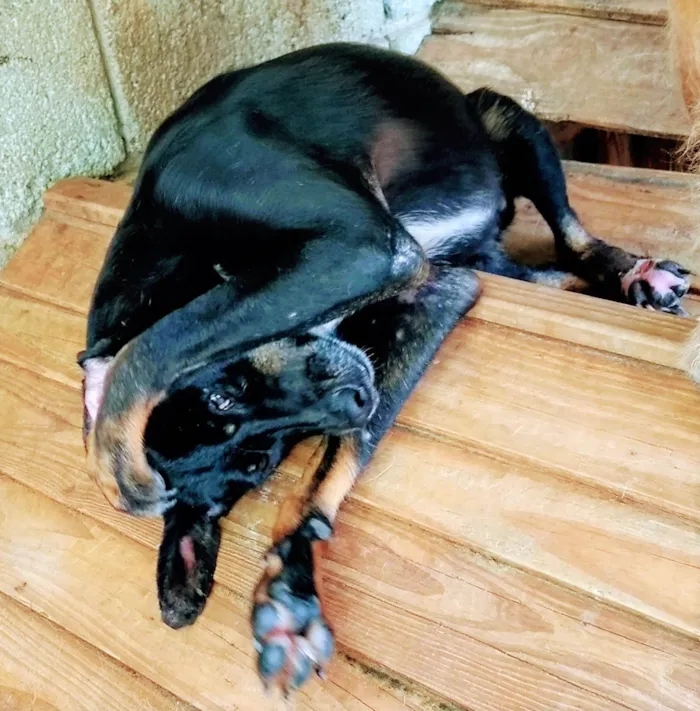 Cachorro ra a SRD-ViraLata idade 6 ou mais anos nome Linguiça 