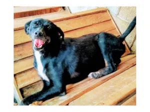 Cachorro raça SRD-ViraLata idade 6 ou mais anos nome Linguiça 