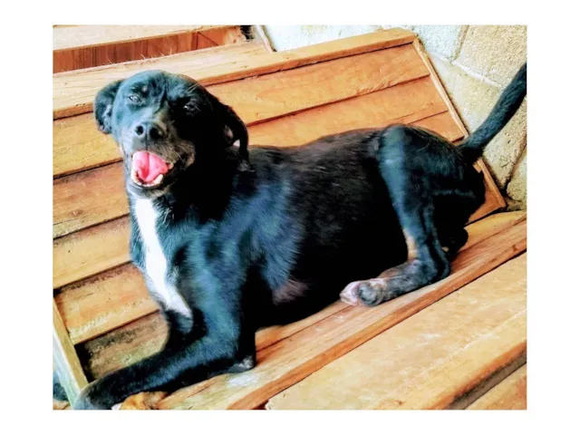 Cachorro ra a SRD-ViraLata idade 6 ou mais anos nome Linguiça 