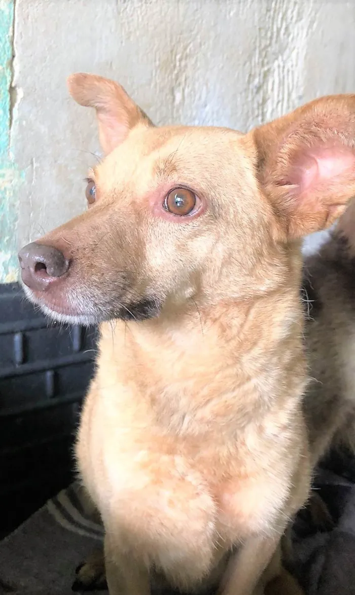 Cachorro ra a SRD-ViraLata idade 6 ou mais anos nome Loirinha