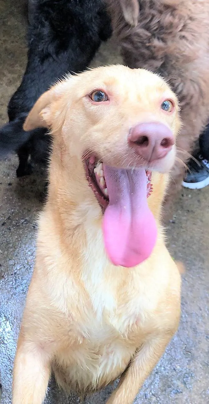 Cachorro ra a SRD-ViraLata idade 6 ou mais anos nome Loirinha