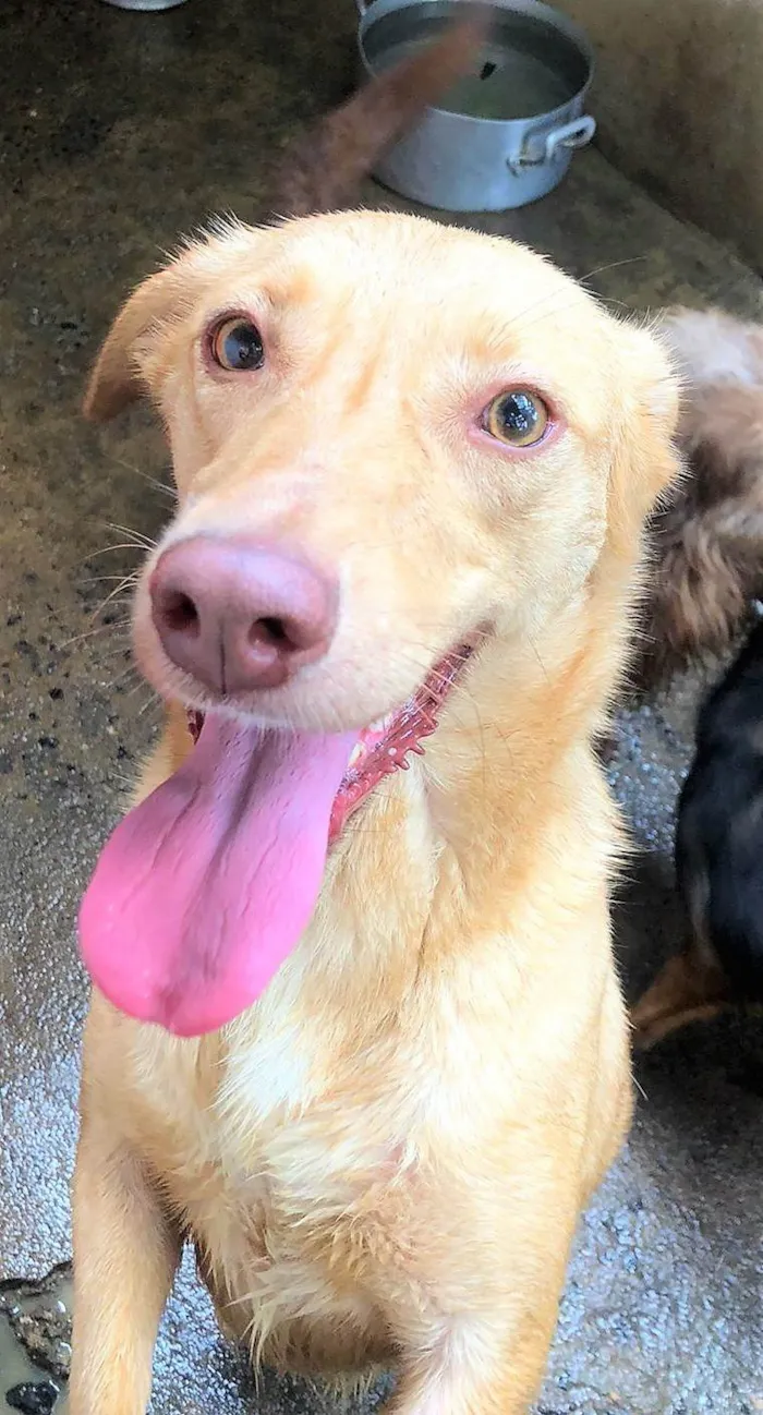 Cachorro ra a SRD-ViraLata idade 6 ou mais anos nome Loirinha