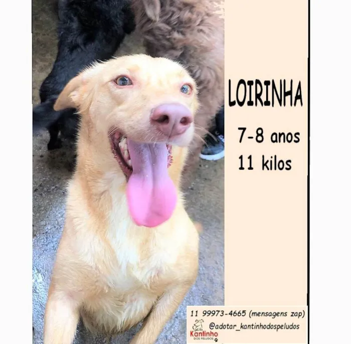 Cachorro ra a SRD-ViraLata idade 6 ou mais anos nome Loirinha