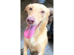 Cachorro raça SRD-ViraLata idade 6 ou mais anos nome Loirinha