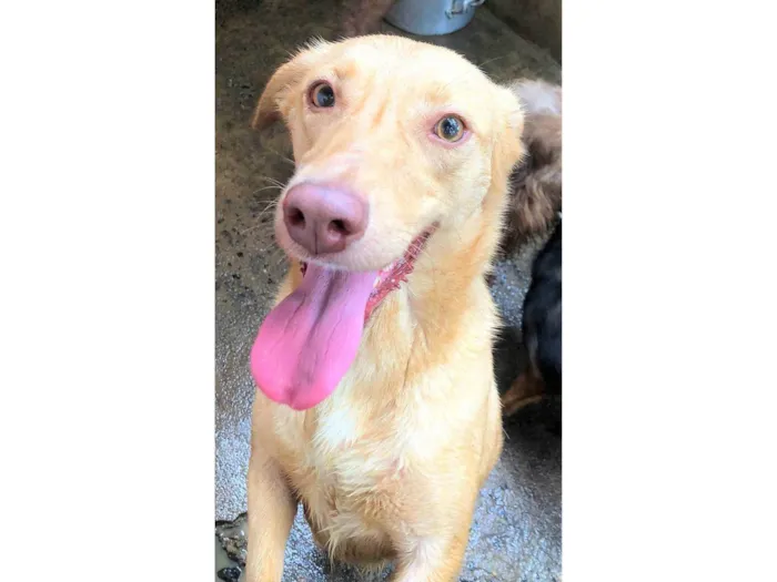 Cachorro ra a SRD-ViraLata idade 6 ou mais anos nome Loirinha