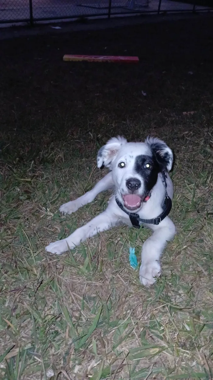 Cachorro raça SRD-ViraLata idade 2 a 6 meses nome milo
