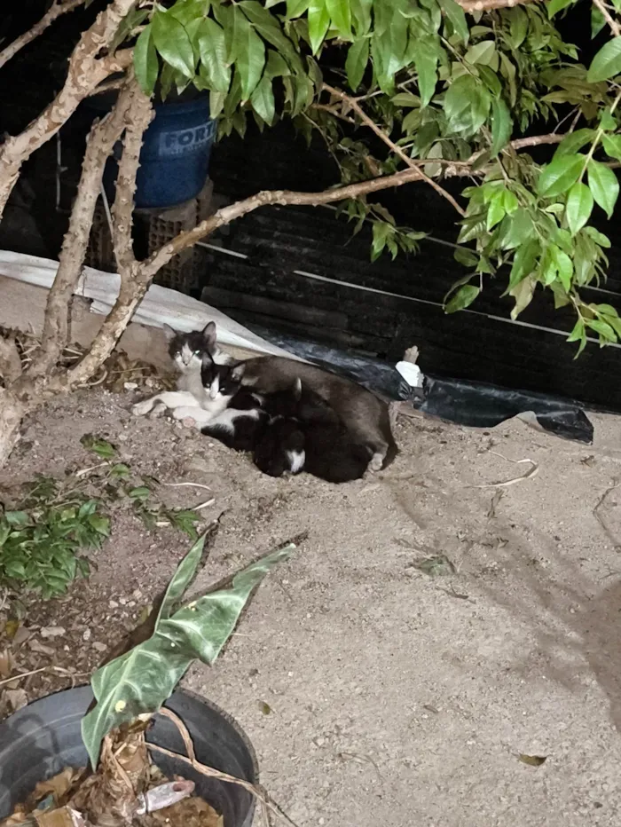 Gato ra a SRD-ViraLata idade Abaixo de 2 meses nome Sem nome 