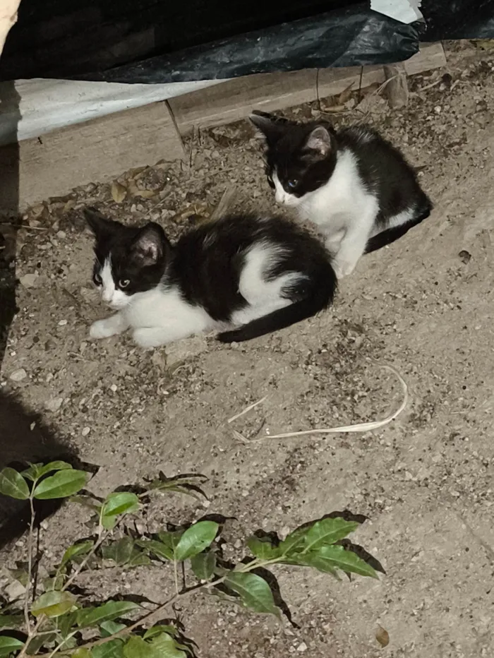 Gato ra a SRD-ViraLata idade Abaixo de 2 meses nome Sem nome 