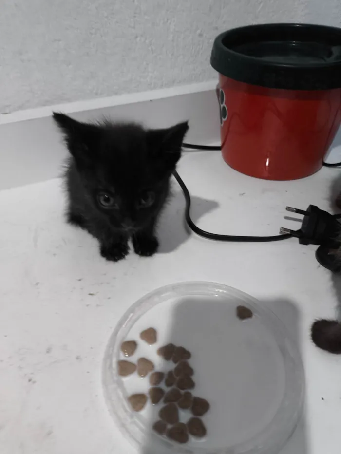 Gato ra a SRD-ViraLata idade Abaixo de 2 meses nome Sem nome 