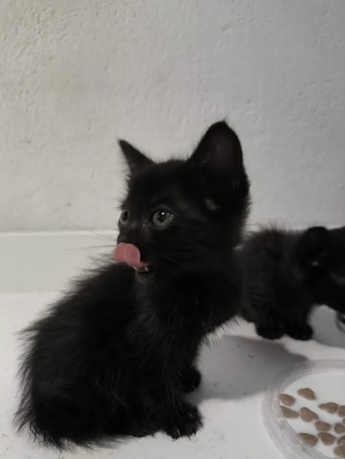 Gato ra a SRD-ViraLata idade Abaixo de 2 meses nome Sem nome 