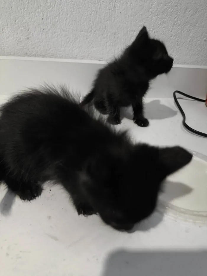 Gato ra a SRD-ViraLata idade Abaixo de 2 meses nome Sem nome 