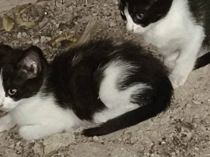 Gato raça SRD-ViraLata idade Abaixo de 2 meses nome Sem nome 
