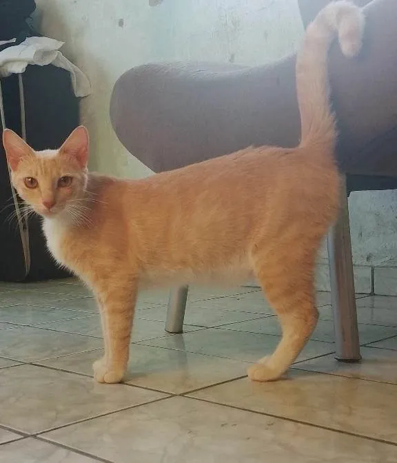 Gato ra a SRD-ViraLata idade 1 ano nome Mileyde 