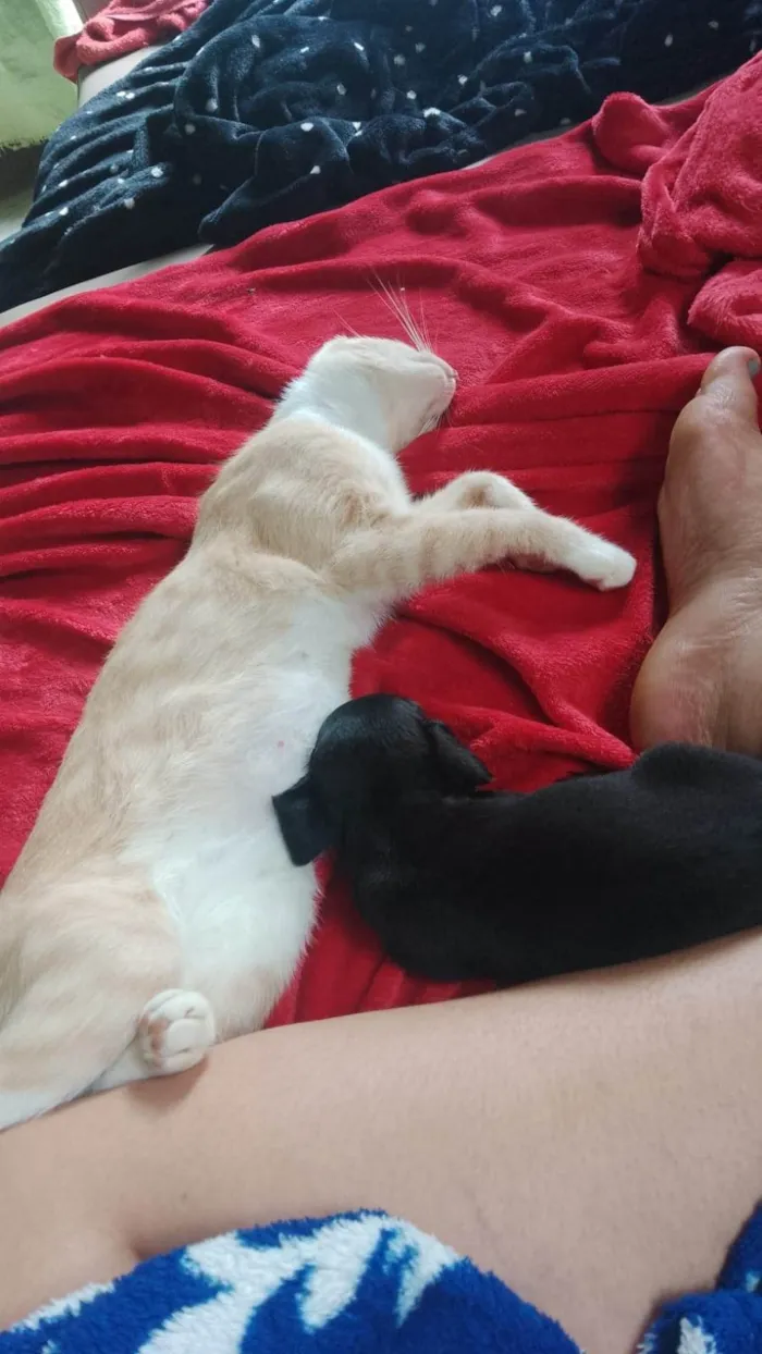 Gato ra a SRD-ViraLata idade 1 ano nome Mileyde 