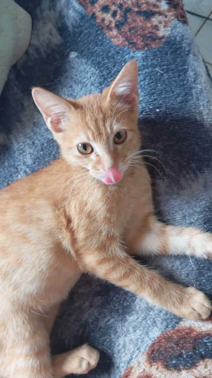 Gato ra a SRD-ViraLata idade 1 ano nome Mileyde 
