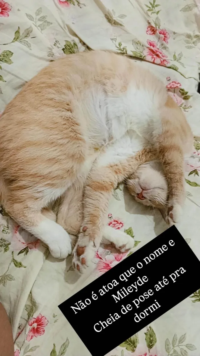 Gato ra a SRD-ViraLata idade 1 ano nome Mileyde 