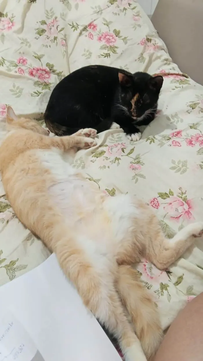 Gato ra a SRD-ViraLata idade 1 ano nome Mileyde 