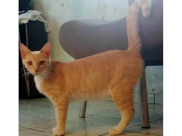 Gato ra a SRD-ViraLata idade 1 ano nome Mileyde 