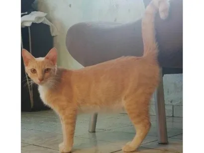 Gato raça SRD-ViraLata idade 1 ano nome Mileyde 