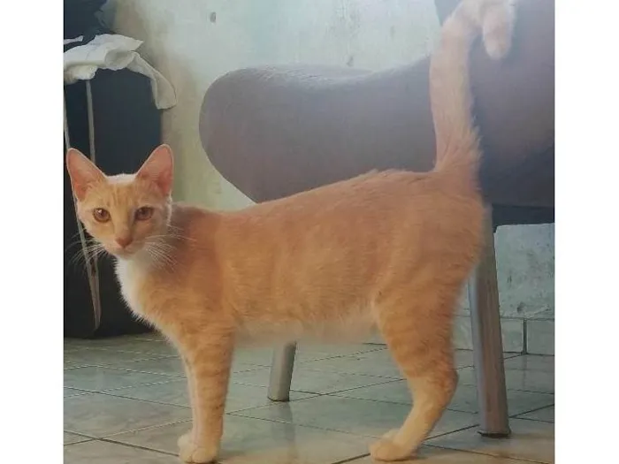 Gato ra a SRD-ViraLata idade 1 ano nome Mileyde 
