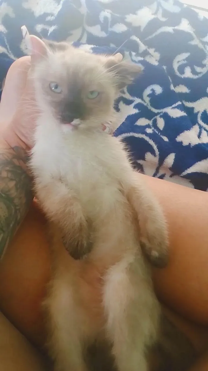 Gato ra a Siamês idade 7 a 11 meses nome Zooey 