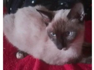 Gato raça Siamês idade 7 a 11 meses nome Zooey 