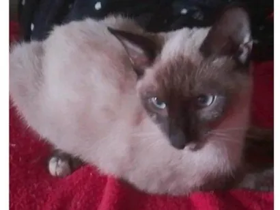 Gato raça Siamês idade 7 a 11 meses nome Zooey 