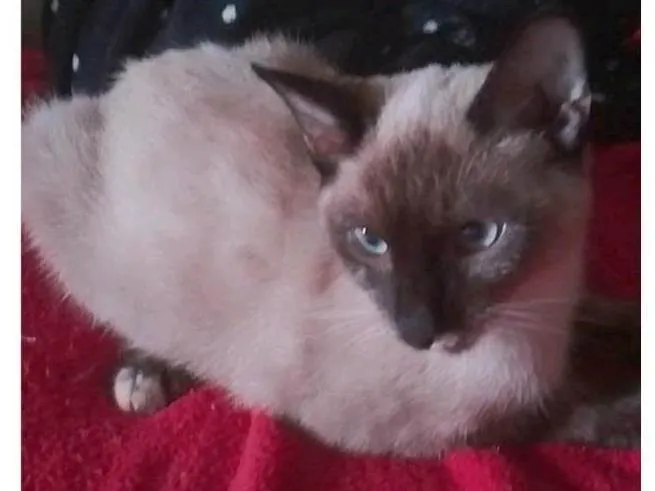 Gato ra a Siamês idade 7 a 11 meses nome Zooey 