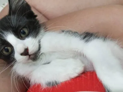 Gato raça SRD-ViraLata idade 2 a 6 meses nome Mymosa 