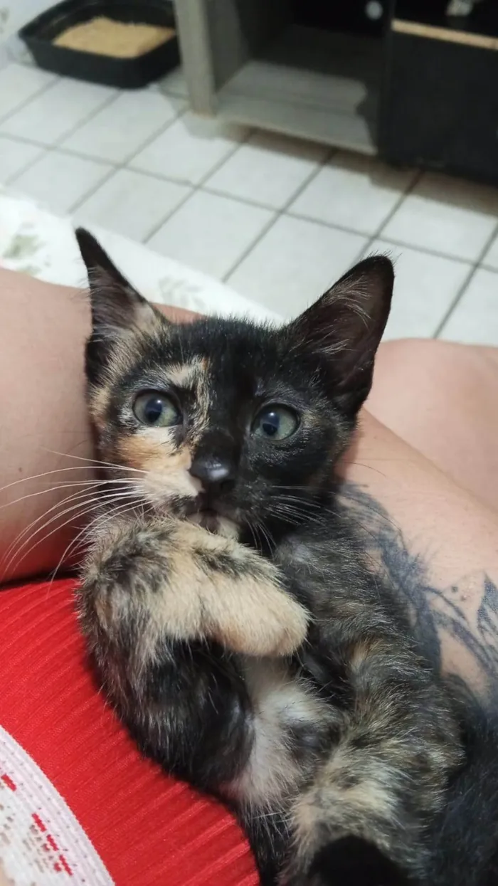 Gato ra a SRD-ViraLata idade 2 a 6 meses nome TRYX 