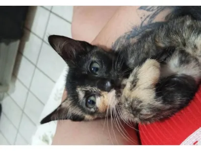 Gato raça SRD-ViraLata idade 2 a 6 meses nome TRYX 