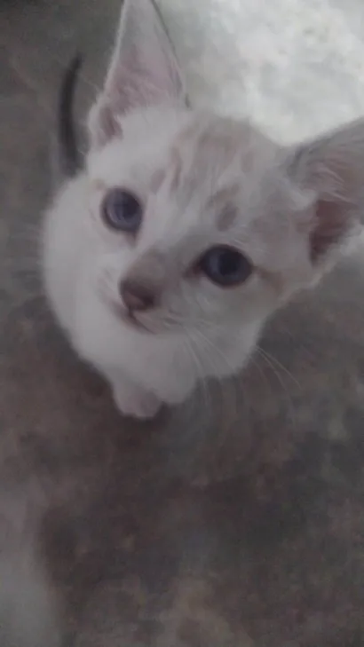 Gato raça Siamês idade Abaixo de 2 meses nome Branquinha