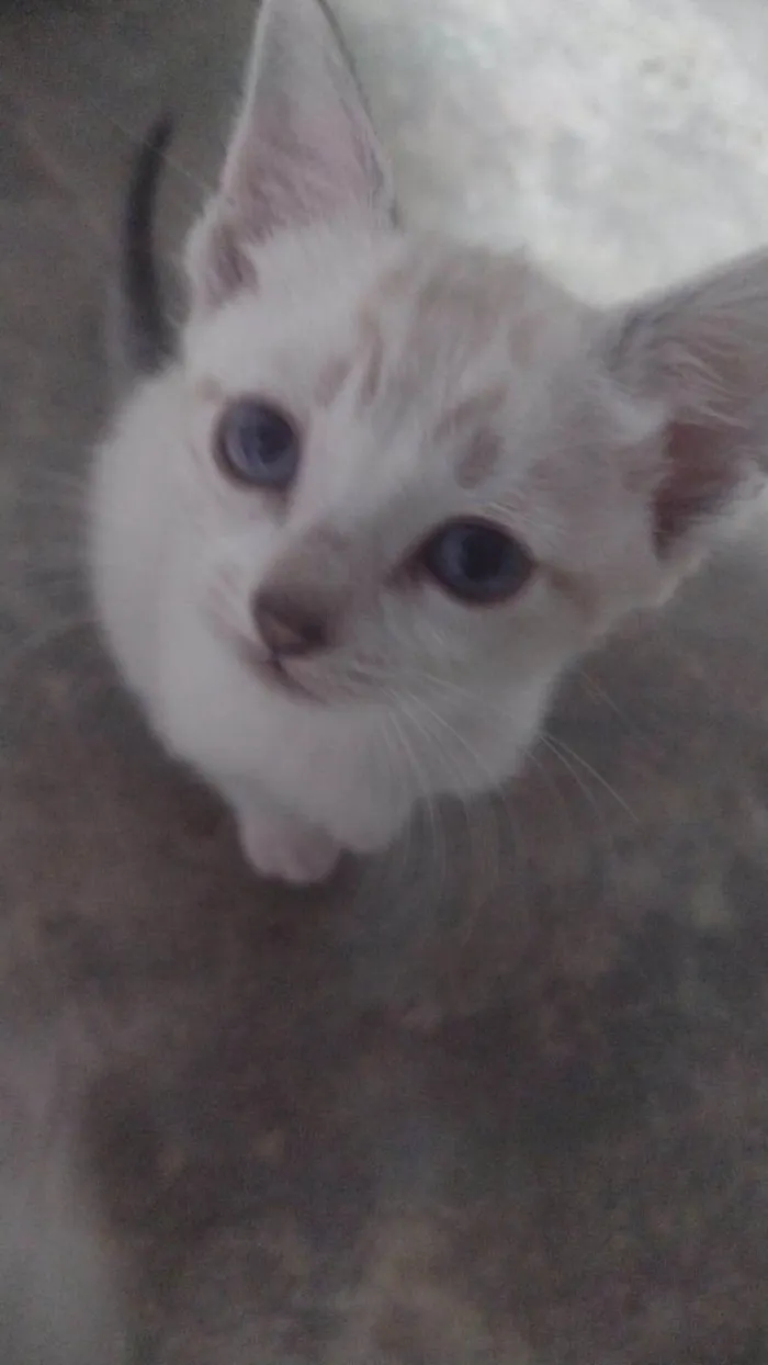Gato ra a Siamês idade Abaixo de 2 meses nome Branquinha