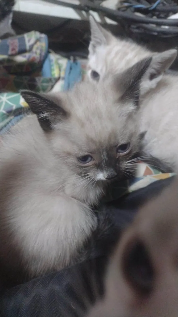 Gato ra a Siamês idade Abaixo de 2 meses nome Branquinha
