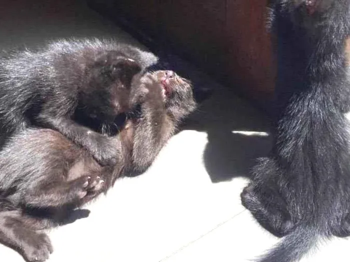 Gato ra a SRD-ViraLata idade Abaixo de 2 meses nome Não botamos nome