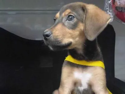 Cachorro raça SRD-ViraLata idade 2 a 6 meses nome Bold ares 