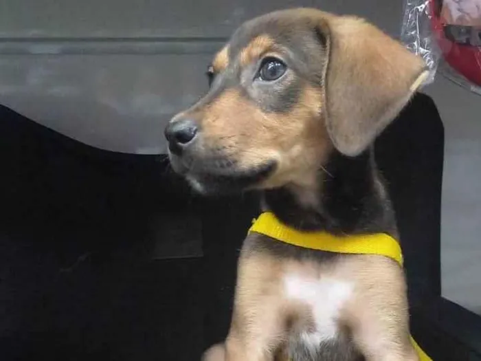 Cachorro ra a SRD-ViraLata idade 2 a 6 meses nome Bold ares 