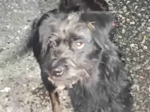 Cachorro raça SRD-ViraLata idade 7 a 11 meses nome Pedrinho e maria